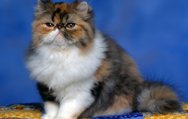 Persian calico kitten