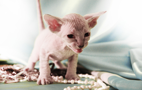 Котенок породы петерболд