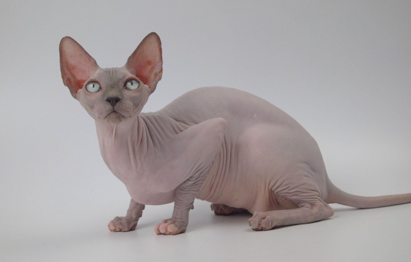 Петербургский сфинкс петерболд