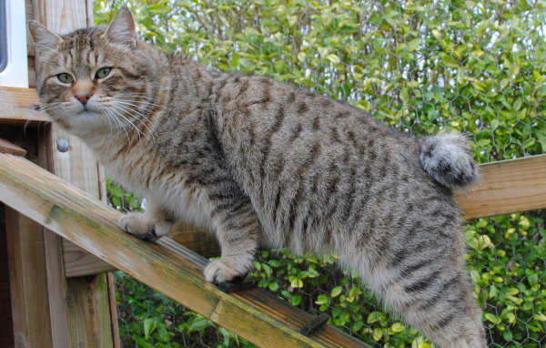 Пиксибоб на природе