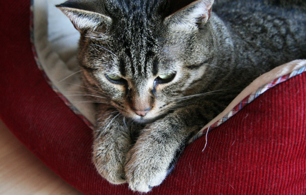 Пиксибоб свесил лапки