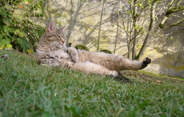 Пиксибоб гуляет на улице