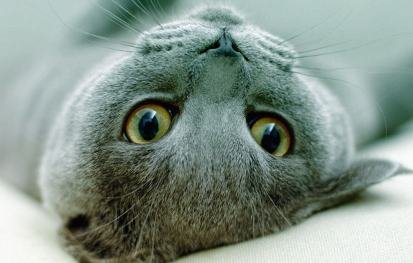 Игривая русская голубая кошка