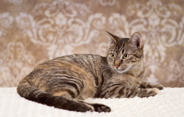 Игривая кошка на ковре