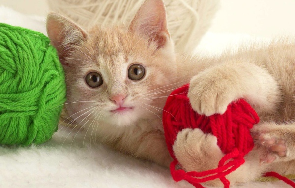 Игривый котенок