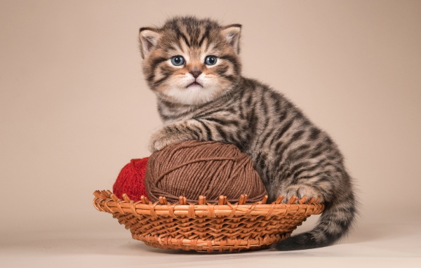 Игривый котенок британской короткошерстной кошки