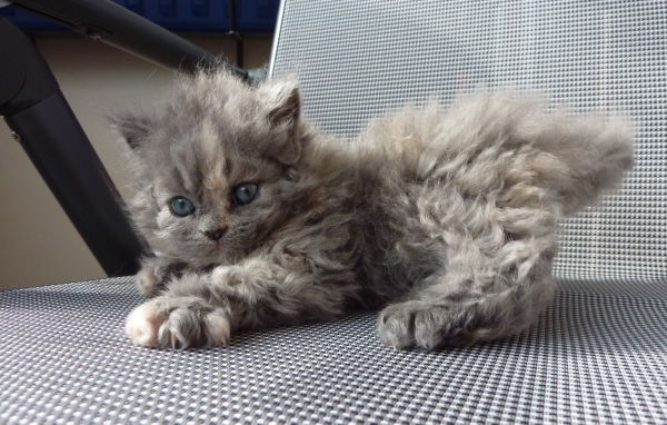 Игривый котенок селкирк рекс