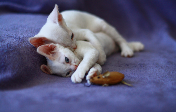 Игривые котята девон-рекс