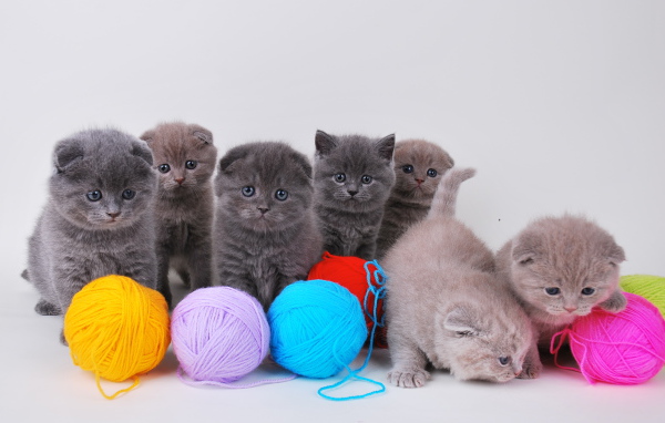 Игривые котята шотландской кошки