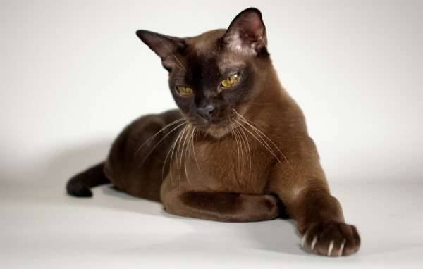 Гордая бурманская кошка