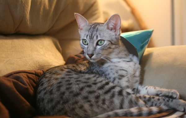 Гордая египетская мау