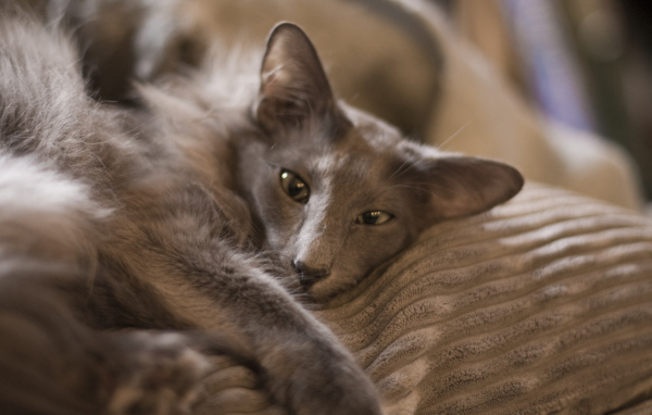 Гордая ориентальная длинношерстная кошка