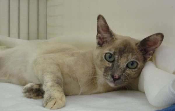 Гордая тонкинская кошка