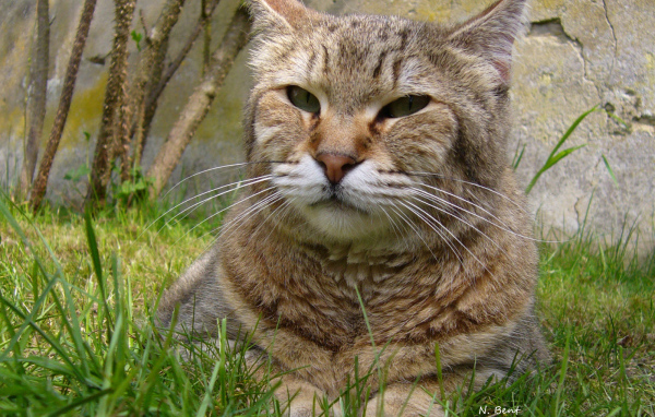 Гордый кот пиксибоб