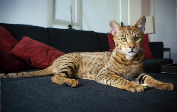 Гордая кошка саванна