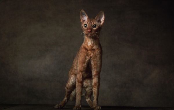 Породистый корниш рекс