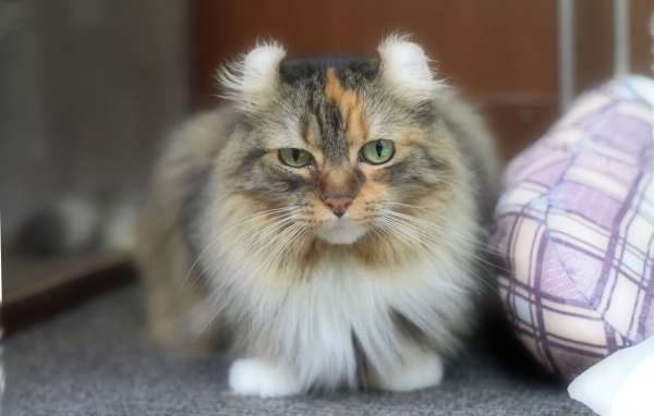 Породистый кот американский керл