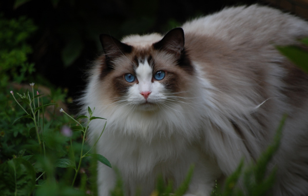 Кошка рэгдолл на природе