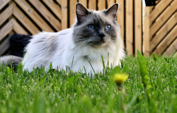 Кот рэгдолл на траве