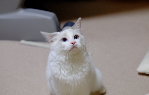 Рэгдолл смотрит вверх