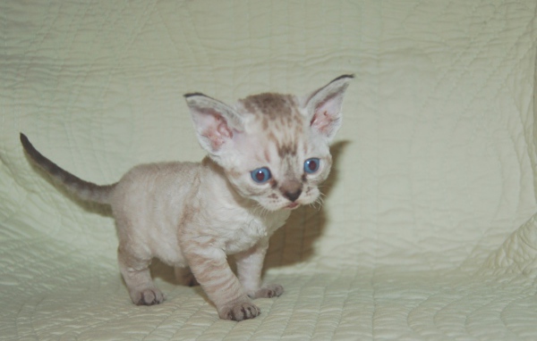 Красноглазый котенок девон-рекс