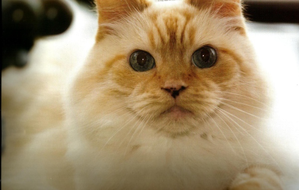 Рыжая гималайская кошка