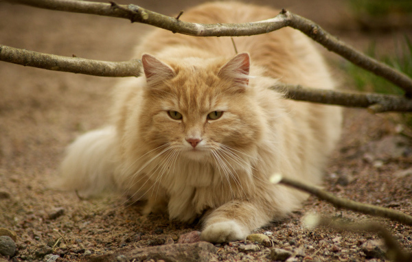 Рыжая норвежская лесная кошка на природе