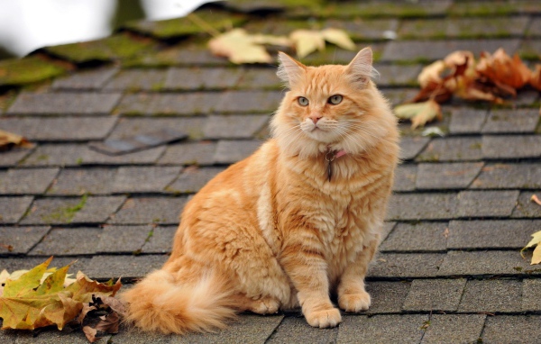 Рыжий кот сидит на крыше