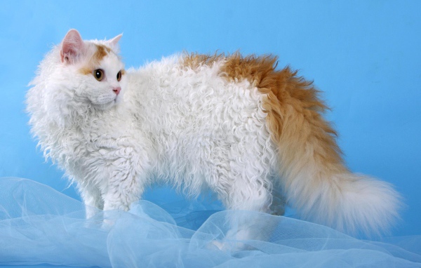 Бело рыжий селкирк рекс