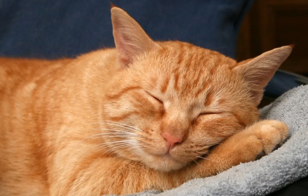 Рыжая американская жесткошерстная кошка