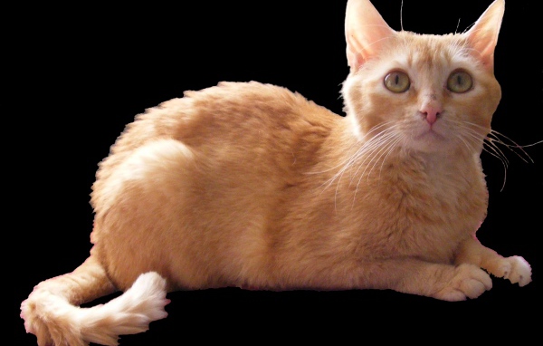 Рыжий немецкий рекс