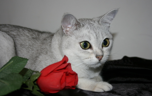 Роза и бурмилла