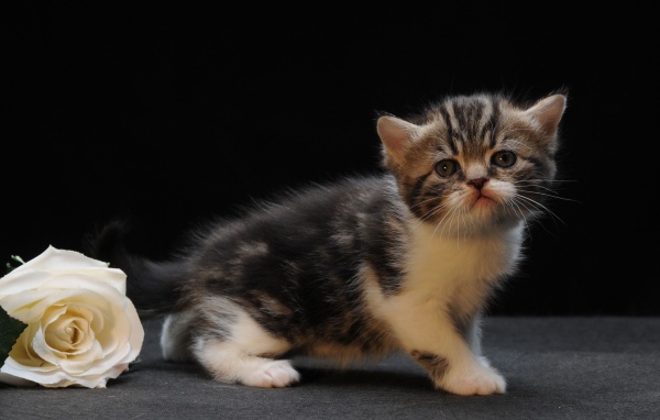 Rose and munchkin kitten