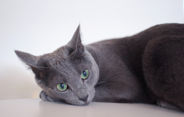 Грустная русская голубая кошка