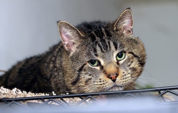 Грустный толстый кот