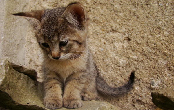 Грустный котенок пиксибоб