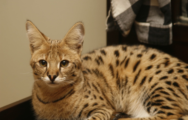 Порода кошек саванна