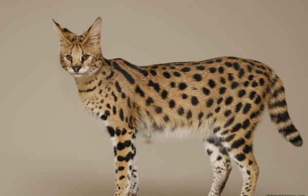 Кошка породы саванна