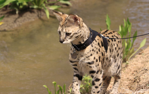 Саванна на поводке