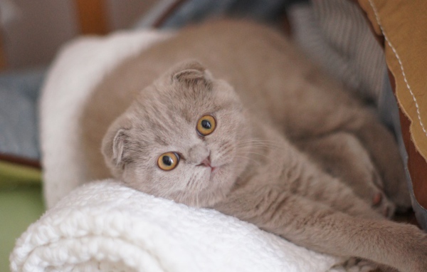 Вислоухая шотландская кошка