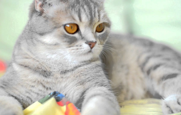 Порода шотландская кошка