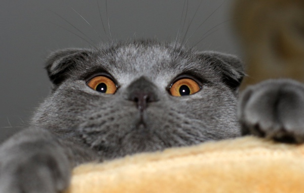 Мордочка шотландской кошки