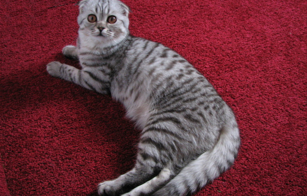 Шотландская кошка на ковре