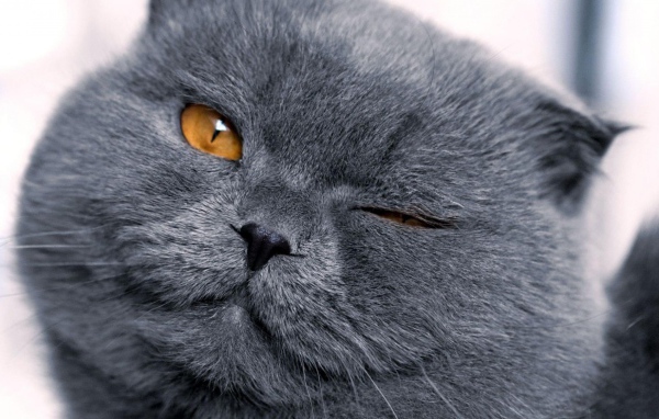 Шотландская кошка подмигивает