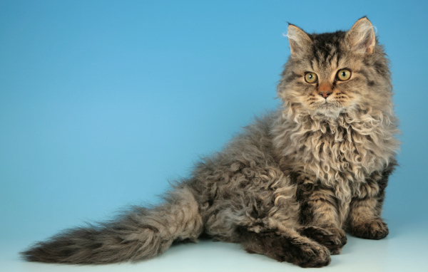 Порода кошек селкирк рекс