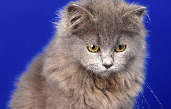 Кот селкирк рекс на голубом фоне