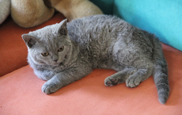 Селкирк рекс лежит на диване