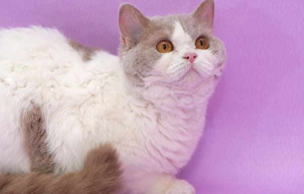 Селкирк рекс на сиреневом фоне