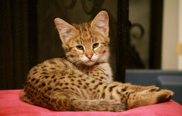 Серьезный котенок саванна