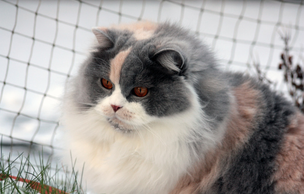Лохматая британская длинношерстная кошка